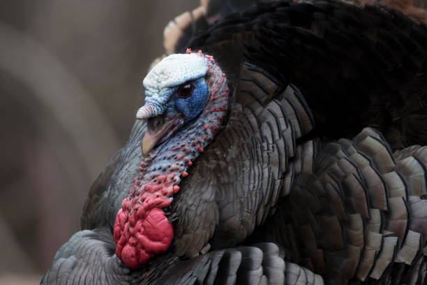 istock wild turkey in full strutting display 1309776572