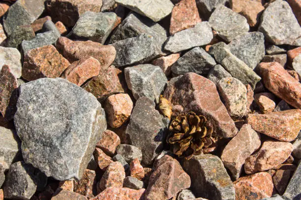 A pinecone between jagged rocks on the shores of Loch Ness, Scotland
