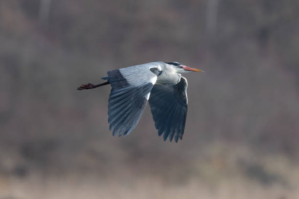istock Great grey heron (Ardea cinerea) flying over. Blue heron in flight 1309777385