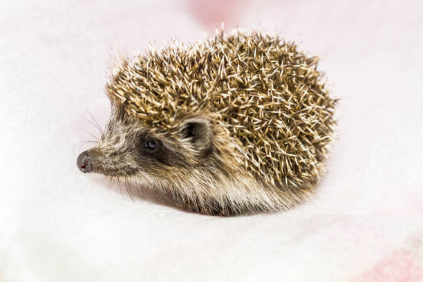 istock Little West European hedgehog or common hedgehog 1309777396