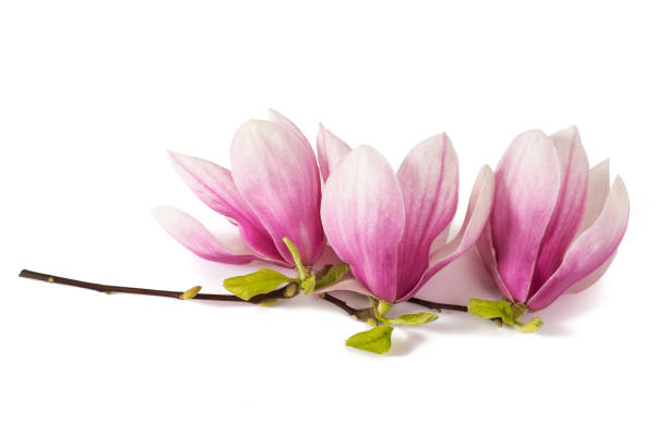 istock Pink Magnolia flowers 1309777479