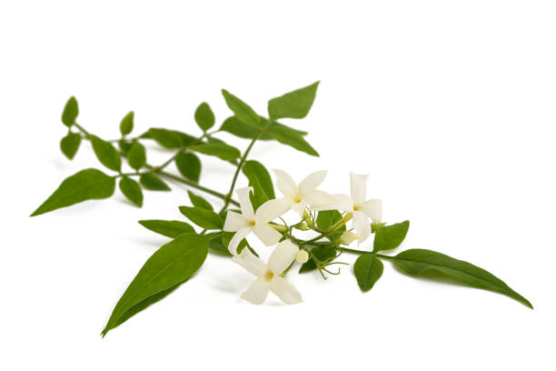Jasmine plant with flowers Jasmine plant with flowers isolated on white background jasminum officinale stock pictures, royalty-free photos & images