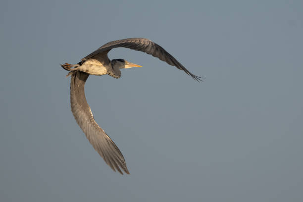 istock Great grey heron (Ardea cinerea) flying against blue sky in spring 1309777505