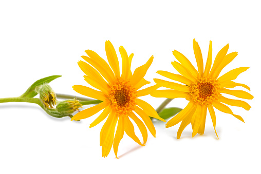 Arnica flowers isolated on white background