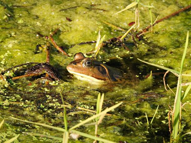 istock Pig Frog (Lithobates grylio) partly underwater in the wetlands 1309778558