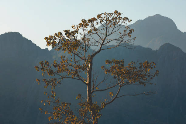 Tree and landscape of karst mountains and their silhouettes, from the city of Vang Vieng, Laos, covered with forests formed by lush green tropical trees. Vientiane province.