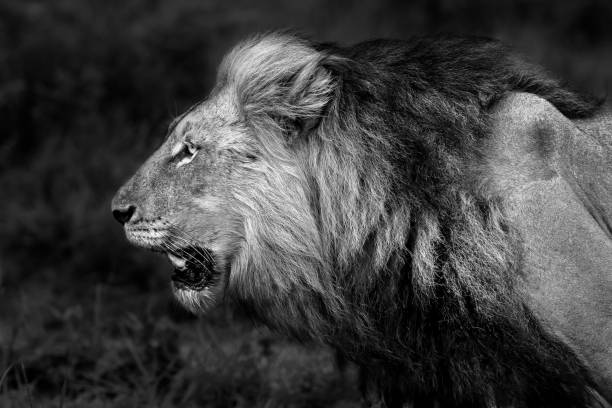 istock Big Angry Roaring Lion 1309778781
