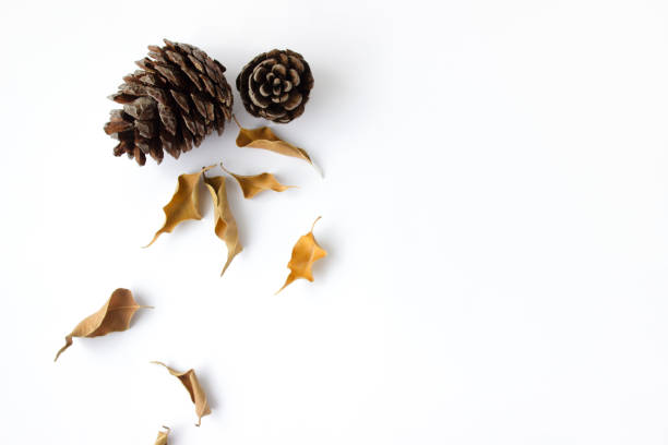 istock Autumn composition. Dried, autumn eaves and cones on a white background. Flat lay, top view, copy space 1309778900