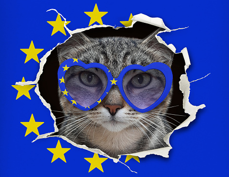 A gray cat patriot in sunglasses looks through a hole of the eu flag.