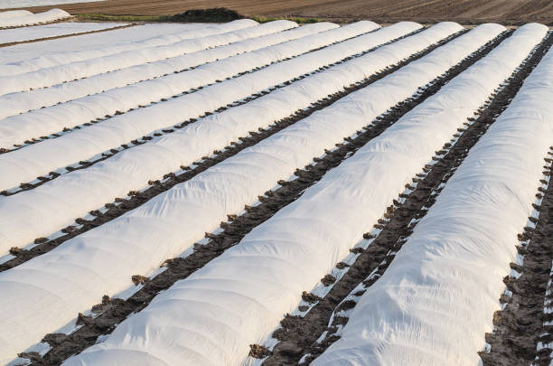 Farm fields covered in rows of membrane-covered spunbond with potatoes planted in early spring. Increased plant survival crop. Protection crops from sudden temperature changes weather effects. campos agrícolas cubiertos de hileras de hilvanados cubiertos de membrana con patatas plantadas a principios de primavera. aumento del cultivo de supervivencia vegetal. la protección de los cultivos contra la temperatura súbita cambia los efectos climá