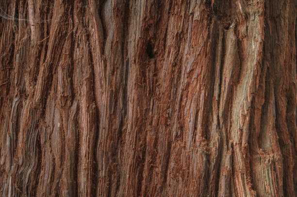 istock Detail of a redwood tree trunk 1309780034