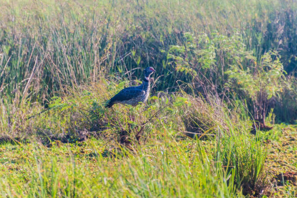 istock Southern screamer (Chauna torquata) in Esteros del Ibera, Argentina 1309780261