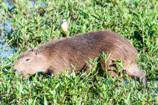 istock Capybara with flycatcher on its back, Esteros del Ibera, Argentina 1309780279