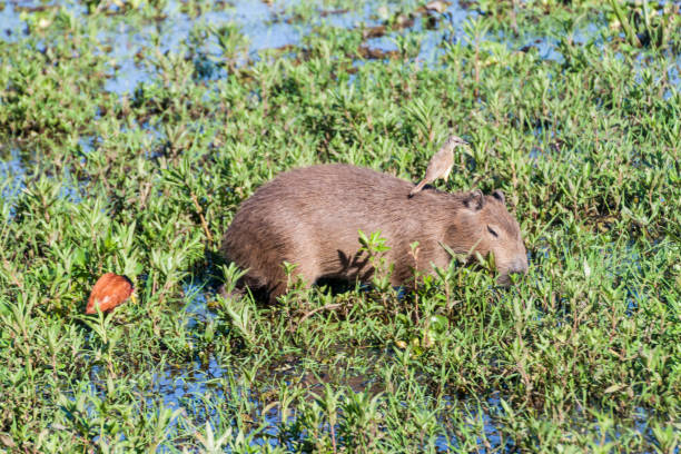 istock Capybara with flycatcher on its back, Esteros del Ibera, Argentina. Wattled jacana also present. 1309780284