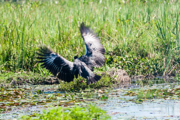 istock Southern screamer (Chauna torquata) in Esteros del Ibera, Argentina 1309781135