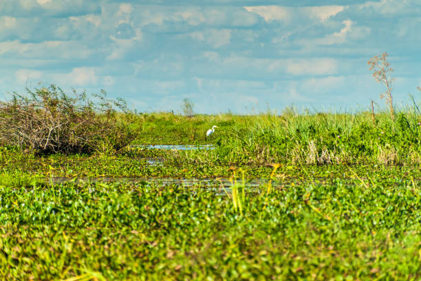 istock Great egret (Ardea alba) in Esteros del Ibera, Argentina 1309781187