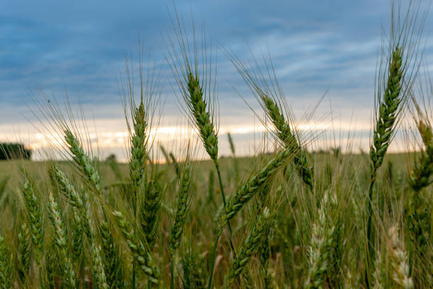 istock A ripening field of wheat on a sunset. 1309781375