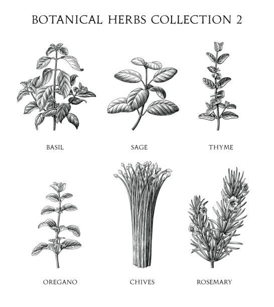 ilustrações de stock, clip art, desenhos animados e ícones de botanical herbs collection hand draw engraving style black and white clip art isolated on white background - oregano rosemary healthcare and medicine herb