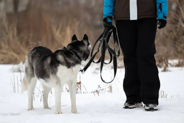 Photo of A girl in warm clothes walks on a leash dog breed Siberian husky on a leash in the street. A man with a pet on a walk in the street. Walking animals in the cold winter season. High quality photo