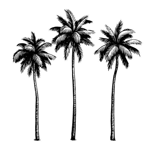 Coconut palm trees. Ink sketch isolated on white background. Hand drawn vector illustration. Retro style.