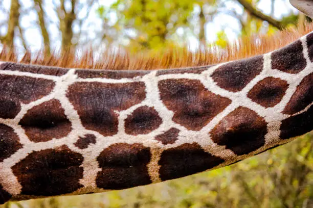 Photo of Neck of a Giraffe