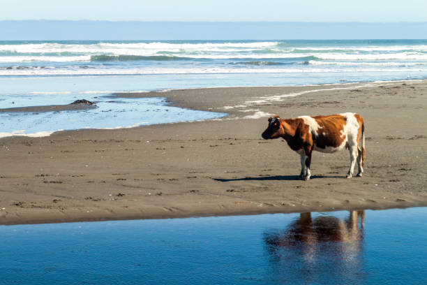 istock Cow on a beach in Chiloe National Park, Chile 1309786044
