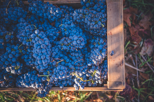 Shiraz grapes lies inside a wine crate on the floor during harvesting wit a rush blue and purple color