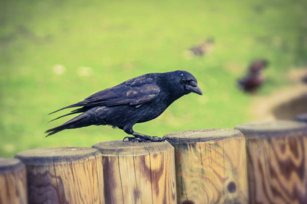 istock Crow on a wooden fence 1309786315