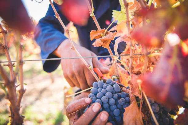 istock A worker cuts shiraz grapes from the vineyard during harvesting 1309786318