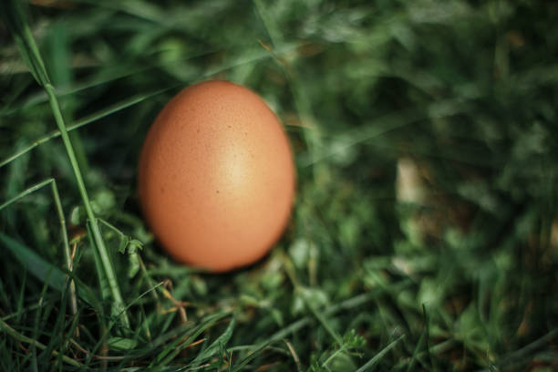 istock Brown egg in the grass. The concept of the Easter hunt 1309786323