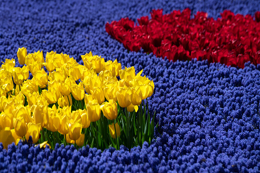 Grup of yellow and red tulips with grape hyacinth flowers. Full frame.