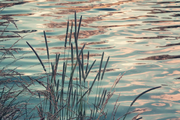 istock Silhouettes of grass on riverside at sunset 1309786385