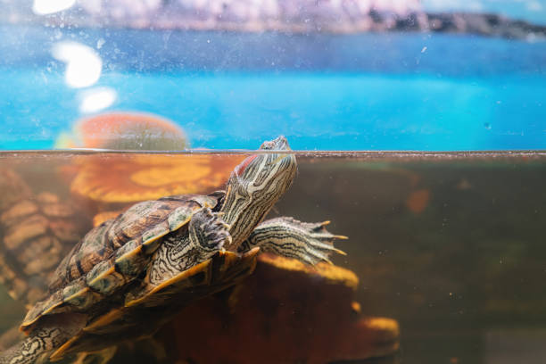 istock Domestic red-eared turtle in the aquarium. Pond slider. Trachemys scripta. 1309787720
