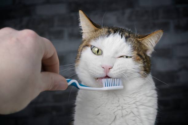 istock Funny tabby cat getting her teeth brushed by her owner. 1309788628
