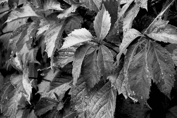 istock Foliage background. Leaves. Black and white photo. 1309788857