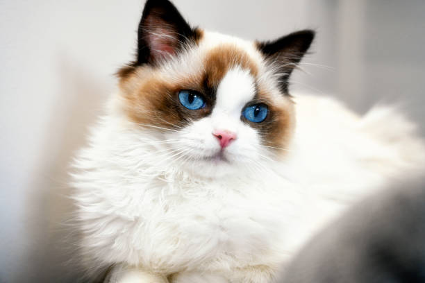 istock A beautiful Ragdoll cat in the show / breeding type 1309788888