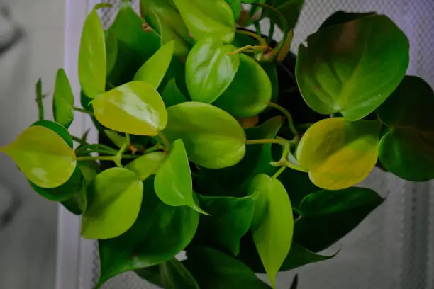 philodendron lemon lime potted with breast