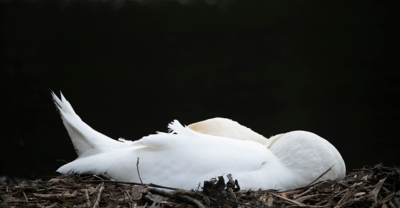 a swan sits in its nest