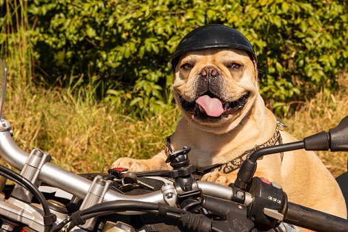 french bulldog puppy wearing helmet and sitting on a motorcycle.
