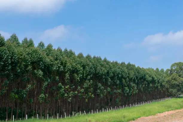 landscape of eucalyptus plantation and blue sky