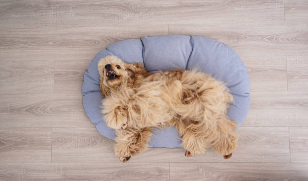 istock Cocker Spaniel puppy resting on his new dog bed, top view 1309794964
