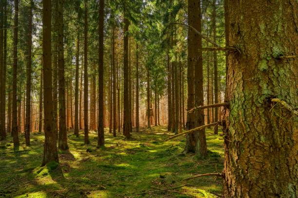 istock on the way in the Thuringian Forest 1309795020
