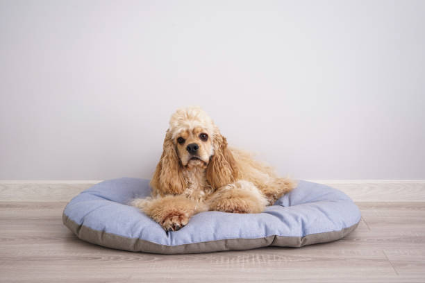 istock Cocker Spaniel puppy resting on his new dog bed, place for text 1309795708