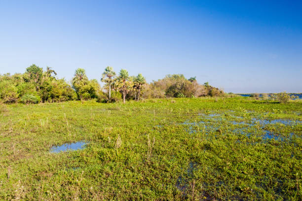 istock Wetlands in Esteros del Ibera, Argentina 1309795752