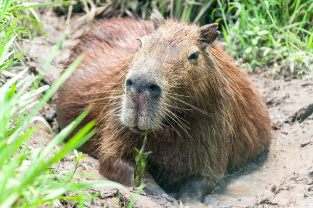 istock Capybara (Hydrochoerus hydrochaeris) in Esteros del Ibera, Argentina 1309795764