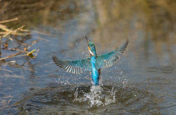 hermoso pescador común - animals hunting kingfisher animal bird fotografías e imágenes de stock