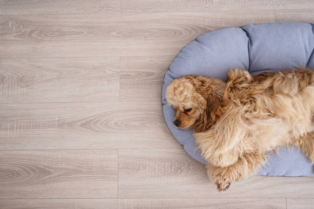 istock Cocker Spaniel puppy resting on his new dog bed, place for text. Top view. 1309795835