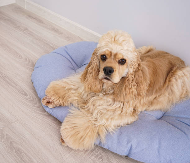 istock Cocker Spaniel puppy resting on his new dog bed, close-up 1309796142