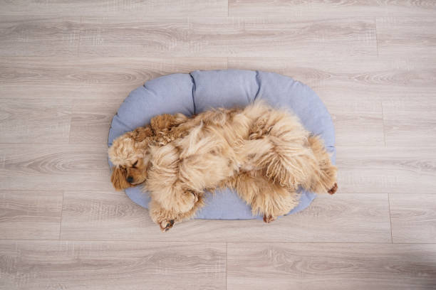 istock Cocker Spaniel puppy resting on his new dog bed, flat lay. 1309796175