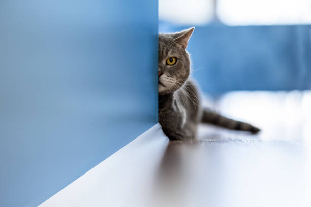 Aggressive British shorthair cat looking with one eye from behind the wall